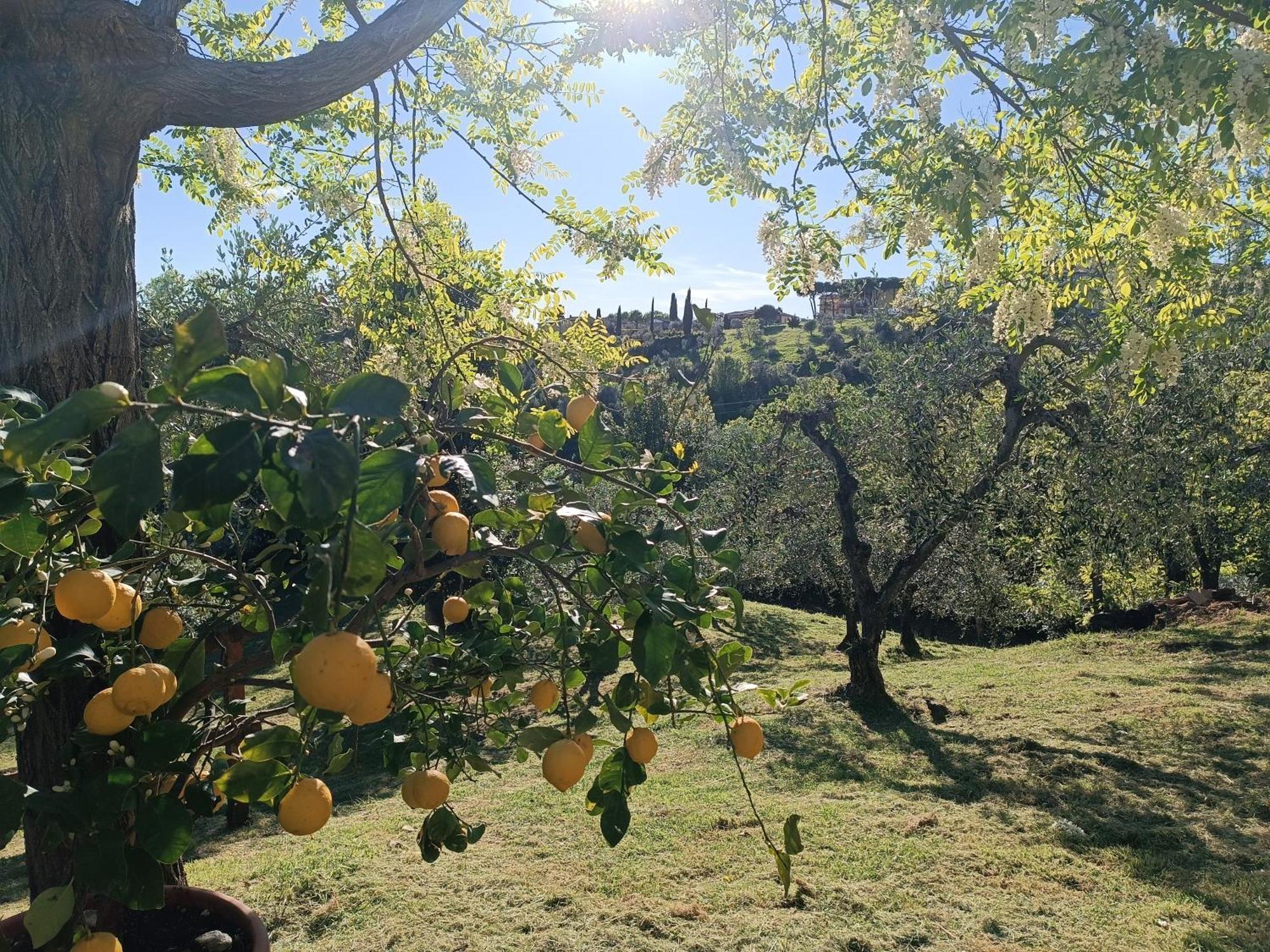 Le Massucce San Casciano in Val di Pesa Εξωτερικό φωτογραφία